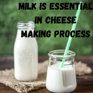 milk is an essential ingredient in the making of Italian cheese